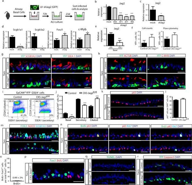 SSEA1 Antibody in Flow Cytometry (Flow)