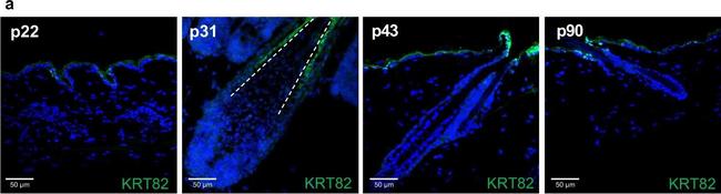 Guinea Pig IgG (H+L) Highly Cross-Adsorbed Secondary Antibody in Immunohistochemistry (Paraffin) (IHC (P))