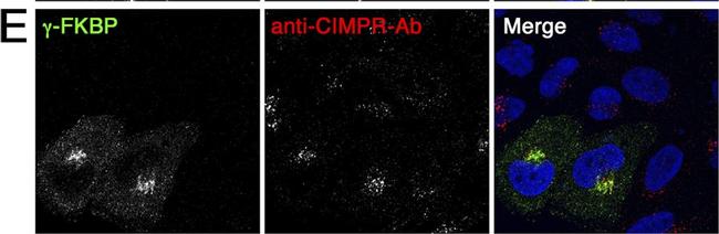 Mouse IgG (H+L) Highly Cross-Adsorbed Secondary Antibody in Immunocytochemistry (ICC/IF)