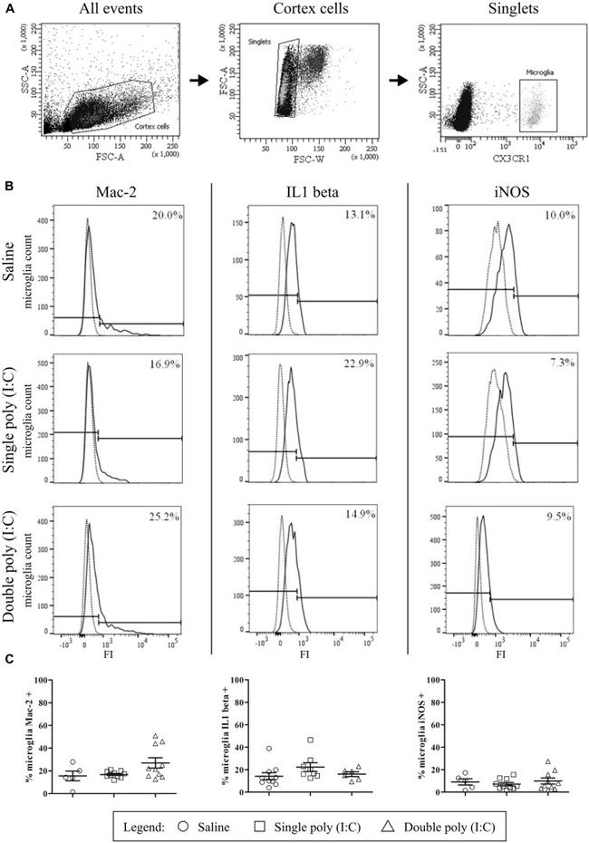 iNOS Antibody in Flow Cytometry (Flow)