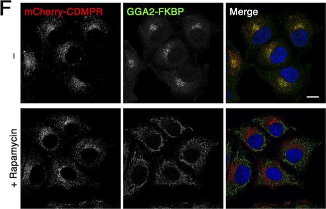 Rabbit IgG (H+L) Highly Cross-Adsorbed Secondary Antibody in Immunocytochemistry (ICC/IF)