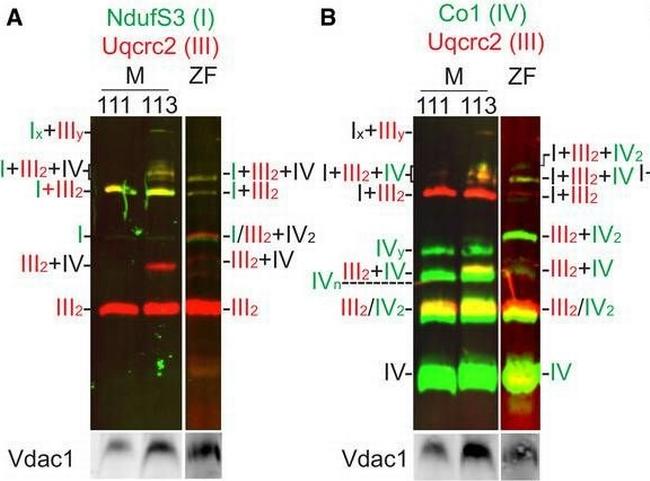 Rabbit IgG (H+L) Cross-Adsorbed Secondary Antibody in Western Blot (WB)