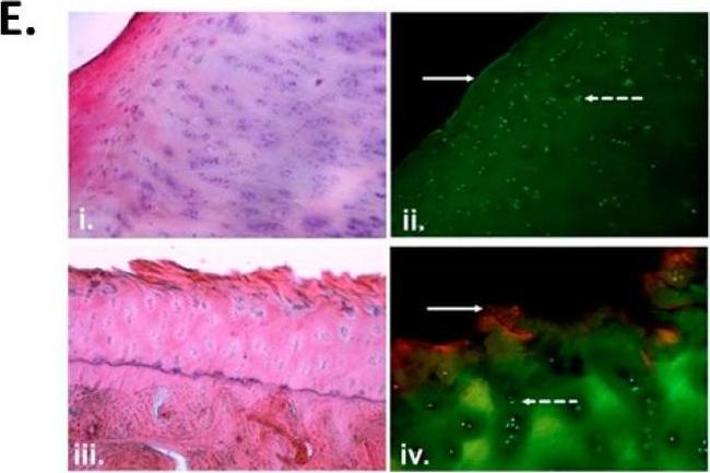 Mouse IgG1 Cross-Adsorbed Secondary Antibody in Immunohistochemistry (Paraffin) (IHC (P))