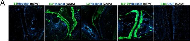 Mouse IgG1 Cross-Adsorbed Secondary Antibody in Immunohistochemistry (Paraffin) (IHC (P))