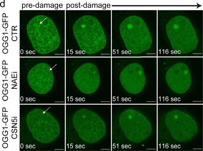 Mouse IgG (H+L) Highly Cross-Adsorbed Secondary Antibody in Immunocytochemistry (ICC/IF)