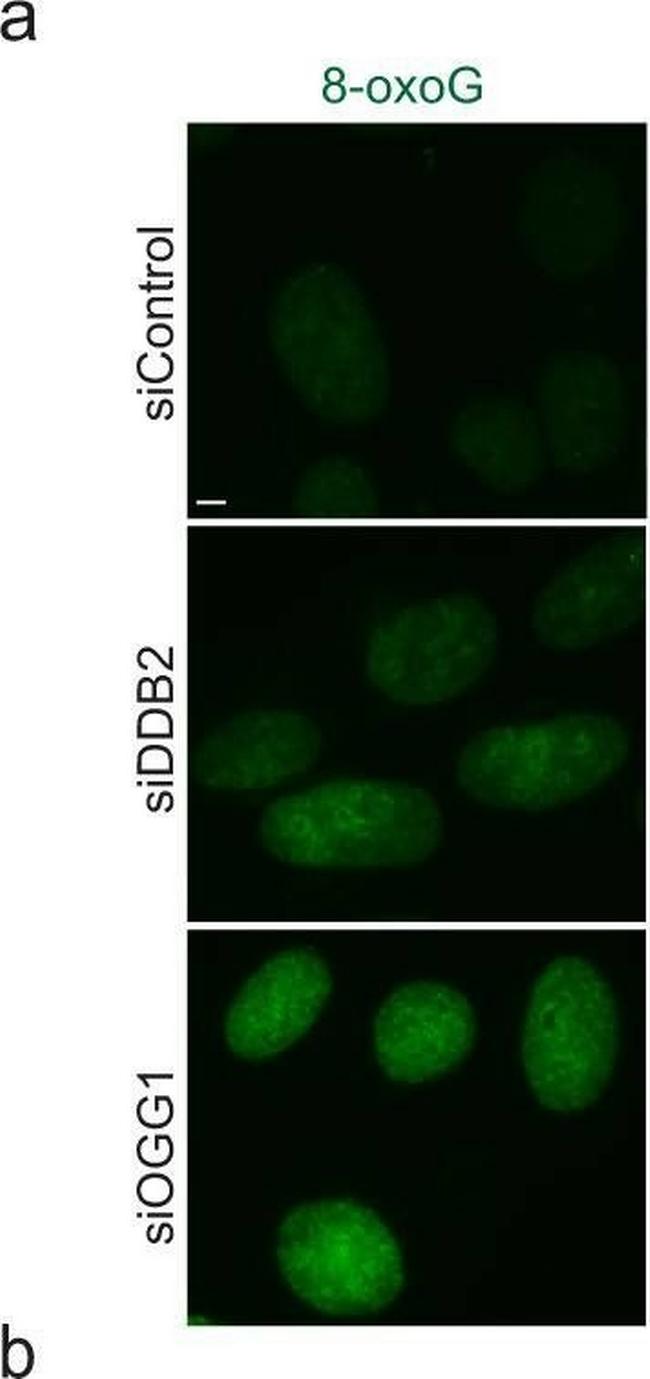 Mouse IgG (H+L) Highly Cross-Adsorbed Secondary Antibody in Immunocytochemistry (ICC/IF)