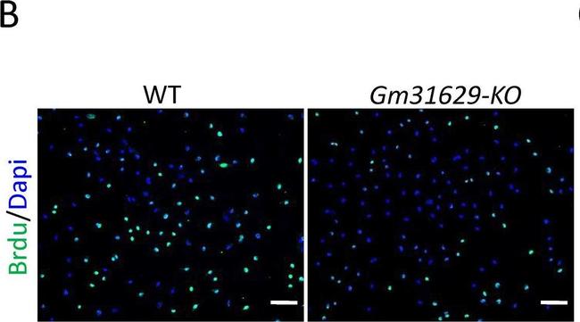 Mouse IgG (H+L) Highly Cross-Adsorbed Secondary Antibody in Immunocytochemistry (ICC/IF)