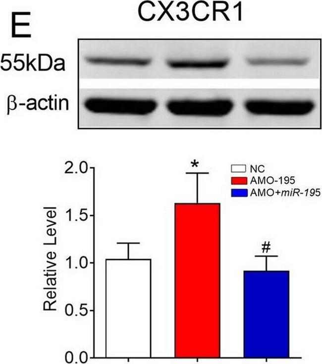 Rabbit IgG (H+L) Highly Cross-Adsorbed Secondary Antibody in Western Blot, Immunocytochemistry (WB, ICC/IF)