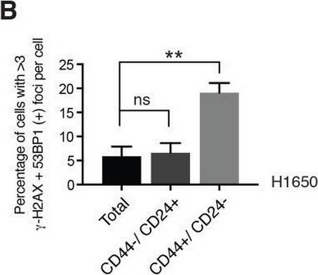 Mouse IgG (H+L) Highly Cross-Adsorbed Secondary Antibody in Immunocytochemistry (ICC/IF)