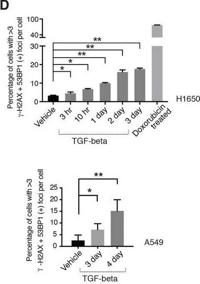 Mouse IgG (H+L) Highly Cross-Adsorbed Secondary Antibody in Immunocytochemistry (ICC/IF)