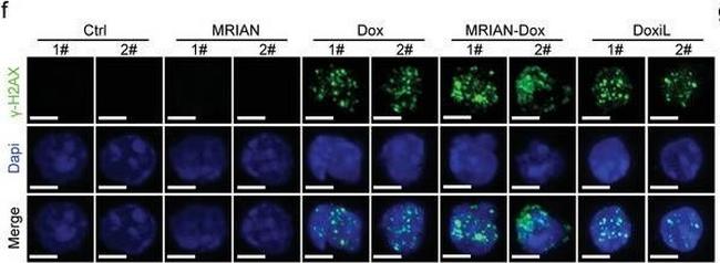 Rabbit IgG (H+L) Highly Cross-Adsorbed Secondary Antibody in Immunocytochemistry (ICC/IF)