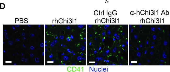 Rat IgG (H+L) Highly Cross-Adsorbed Secondary Antibody in Immunohistochemistry (Paraffin) (IHC (P))