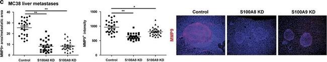 Rabbit IgG (H+L) Highly Cross-Adsorbed Secondary Antibody in Immunohistochemistry (Frozen) (IHC (F))