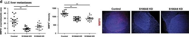 Rabbit IgG (H+L) Highly Cross-Adsorbed Secondary Antibody in Immunohistochemistry (Frozen) (IHC (F))