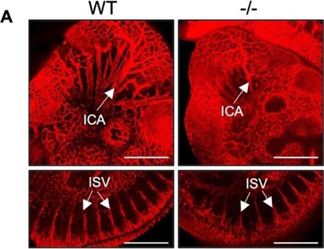 Rat IgG (H+L) Highly Cross-Adsorbed Secondary Antibody in Not Applicable (N/A)