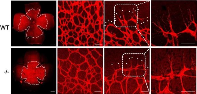 Rat IgG (H+L) Highly Cross-Adsorbed Secondary Antibody in Not Applicable (N/A)