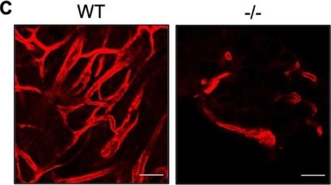 Rat IgG (H+L) Highly Cross-Adsorbed Secondary Antibody in Not Applicable (N/A)