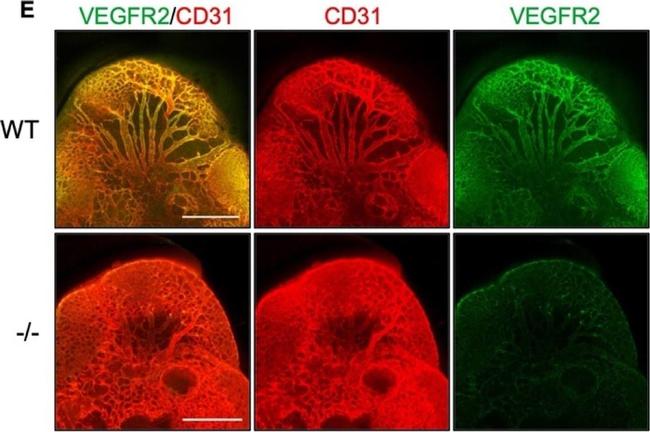 Rat IgG (H+L) Highly Cross-Adsorbed Secondary Antibody in Not Applicable (N/A)