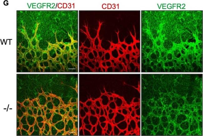 Rat IgG (H+L) Highly Cross-Adsorbed Secondary Antibody in Not Applicable (N/A)