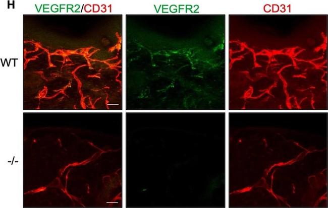 Rat IgG (H+L) Highly Cross-Adsorbed Secondary Antibody in Not Applicable (N/A)