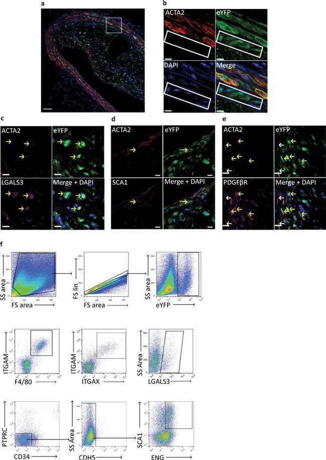 CD11c Antibody in Flow Cytometry (Flow)