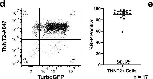 Mouse IgG (H+L) Cross-Adsorbed Secondary Antibody in Flow Cytometry (Flow)