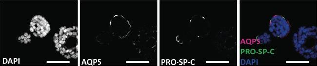 Goat IgG (H+L) Cross-Adsorbed Secondary Antibody in Immunohistochemistry (Paraffin) (IHC (P))