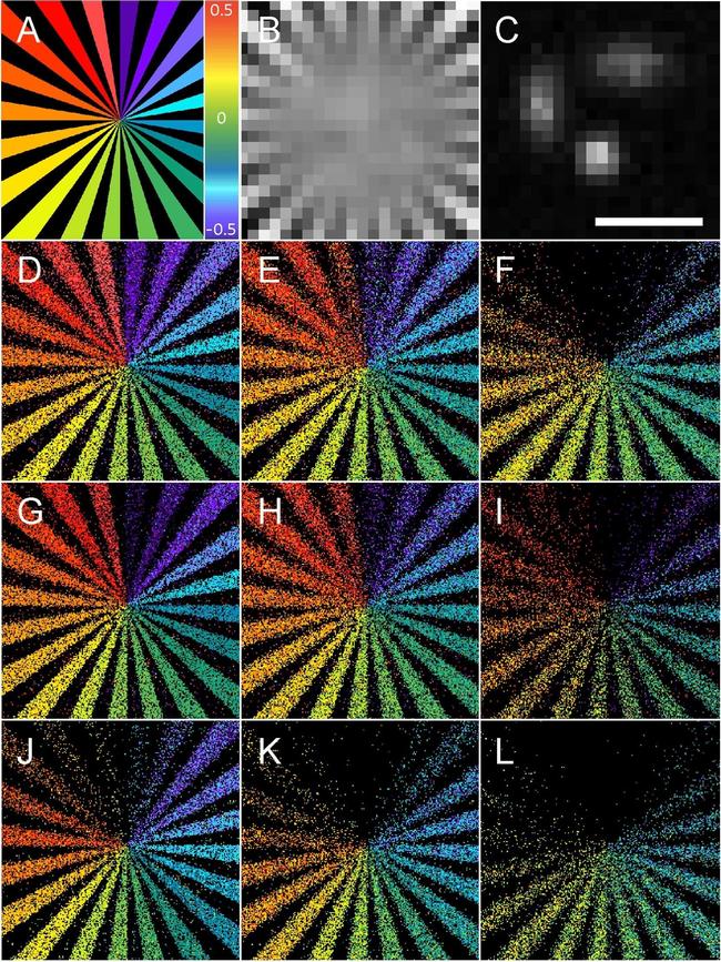 Rabbit IgG (H+L) Highly Cross-Adsorbed Secondary Antibody in Immunomicroscopy (IM)