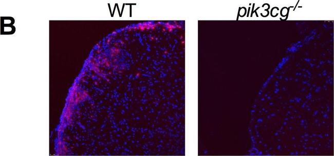 Rat IgG (H+L) Cross-Adsorbed Secondary Antibody in Flow Cytometry (Flow)