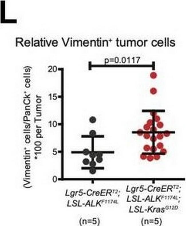 Rabbit IgG (H+L) Cross-Adsorbed Secondary Antibody in Immunohistochemistry (Paraffin) (IHC (P))