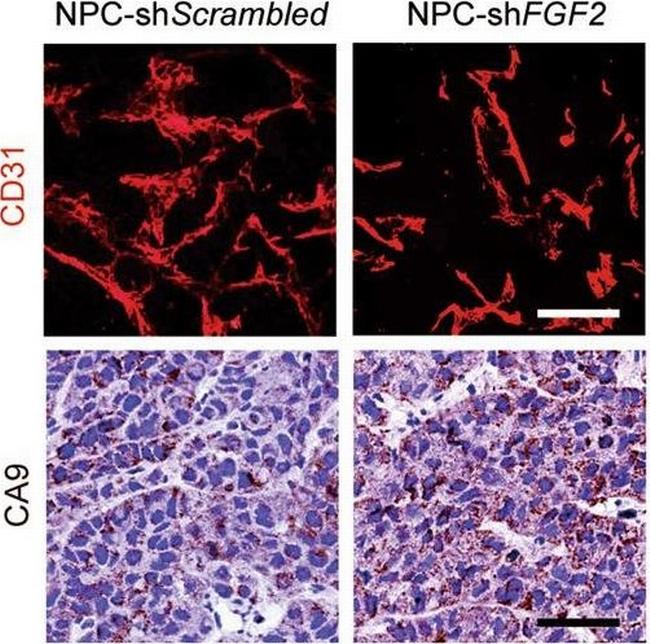 Goat IgG (H+L) Cross-Adsorbed Secondary Antibody in Immunohistochemistry (IHC)