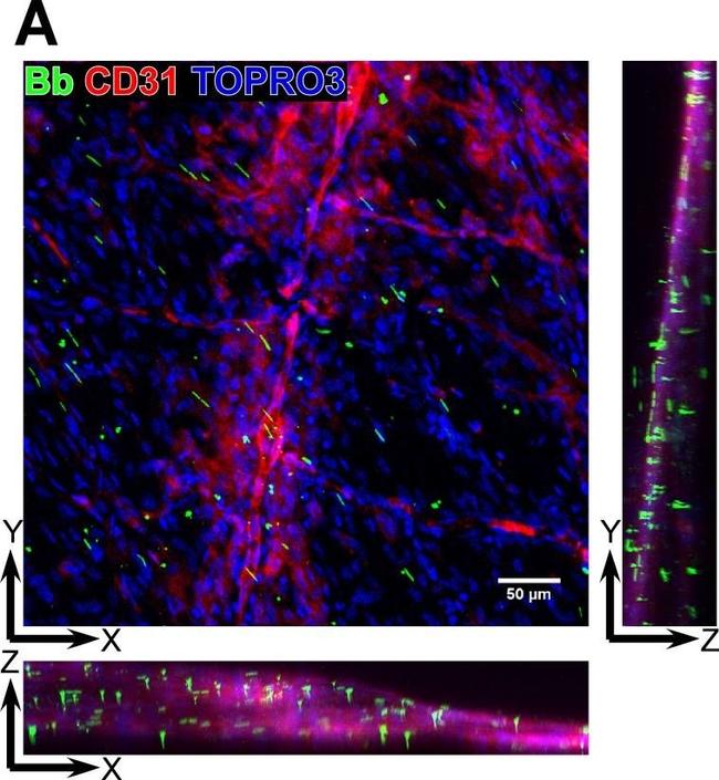 Rat IgG (H+L) Cross-Adsorbed Secondary Antibody in Immunohistochemistry (IHC)