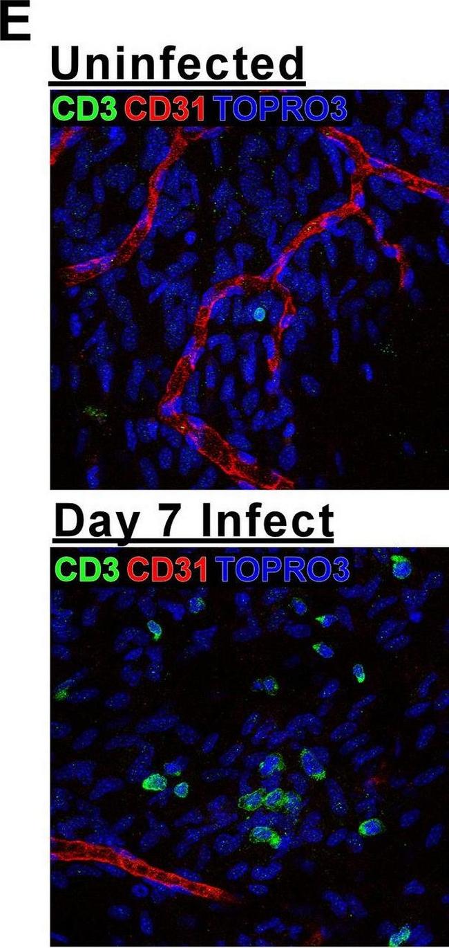 Rat IgG (H+L) Cross-Adsorbed Secondary Antibody in Immunohistochemistry (IHC)