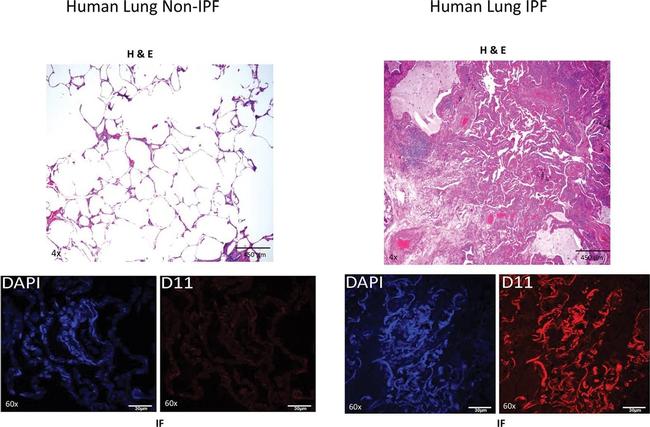 Goat IgG (H+L) Cross-Adsorbed Secondary Antibody in Immunohistochemistry (PFA fixed) (IHC (PFA))