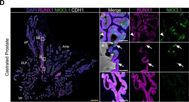 Goat IgG (H+L) Cross-Adsorbed Secondary Antibody in Immunohistochemistry (Paraffin) (IHC (P))