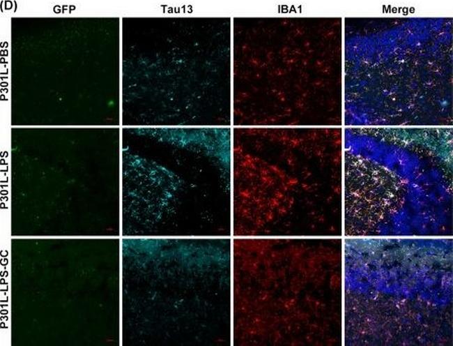 Mouse IgG (H+L) Highly Cross-Adsorbed Secondary Antibody in Immunohistochemistry (PFA fixed) (IHC (PFA))