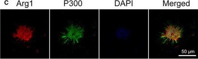 Rabbit IgG (H+L) Cross-Adsorbed Secondary Antibody in Immunohistochemistry (Frozen) (IHC (F))