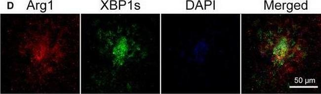 Rabbit IgG (H+L) Cross-Adsorbed Secondary Antibody in Immunohistochemistry (Frozen) (IHC (F))