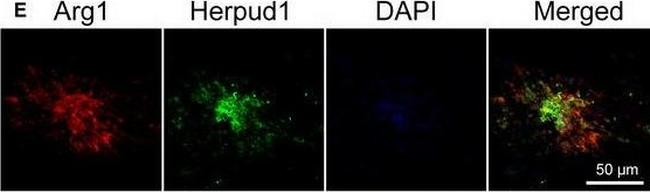 Rabbit IgG (H+L) Cross-Adsorbed Secondary Antibody in Immunohistochemistry (Frozen) (IHC (F))