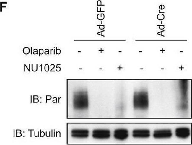 Mouse IgG (H+L) Cross-Adsorbed Secondary Antibody in Western Blot (WB)