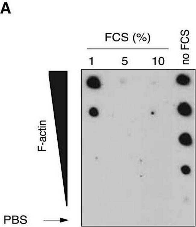 Mouse IgG (H+L) Secondary Antibody in Western Blot (WB)