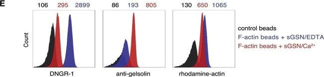 Mouse IgG (H+L) Secondary Antibody in Flow Cytometry (Flow)