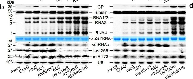 Mouse IgG (H+L) Cross-Adsorbed Secondary Antibody in Western Blot (WB)