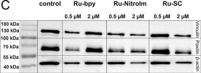 Rabbit IgG (H+L) Cross-Adsorbed Secondary Antibody in Western Blot (WB)