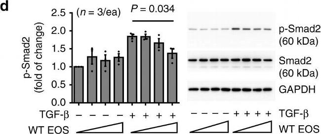 Rabbit IgG (H+L) Cross-Adsorbed Secondary Antibody in Western Blot (WB)