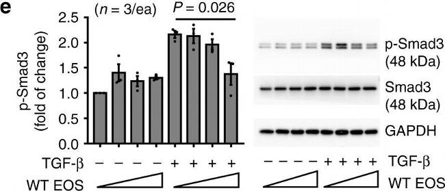 Rabbit IgG (H+L) Cross-Adsorbed Secondary Antibody in Western Blot (WB)