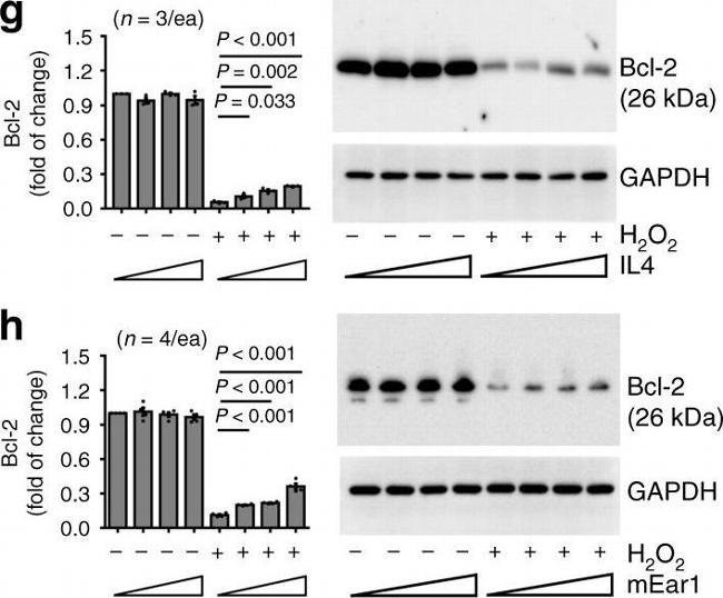 Rabbit IgG (H+L) Cross-Adsorbed Secondary Antibody in Western Blot (WB)