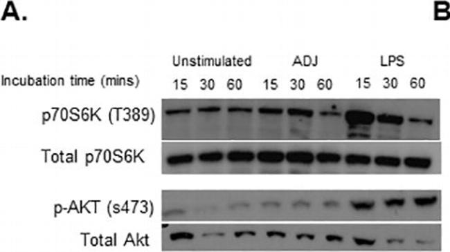 Rabbit IgG (H+L) Cross-Adsorbed Secondary Antibody in Western Blot (WB)