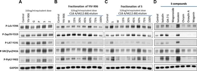 Rabbit IgG (Heavy chain) Secondary Antibody in Western Blot (WB)