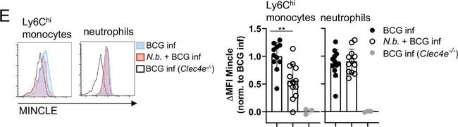 Rat IgG1 Secondary Antibody in Flow Cytometry (Flow)